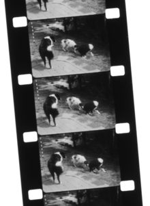 Video Library Tape Transfer & Encoding Service